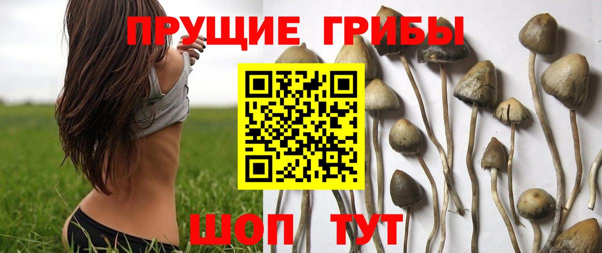 Галлюциногенные грибы прущие грибы Ступино
